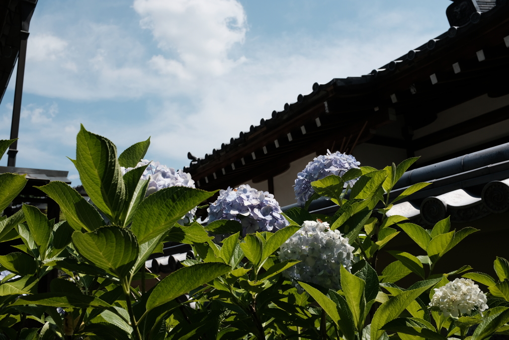 紫陽花