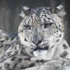 ユキヒョウ