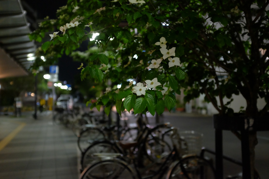 白い花