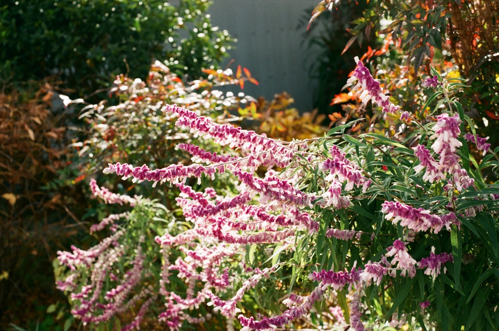 紫の花 (film)