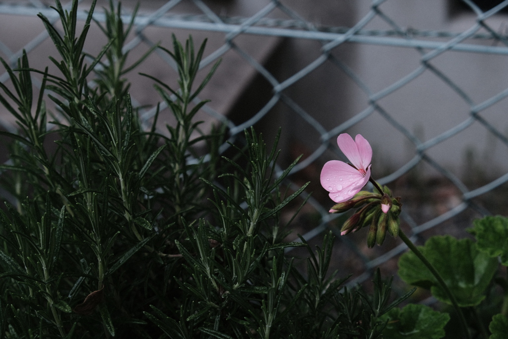 ピンクの花