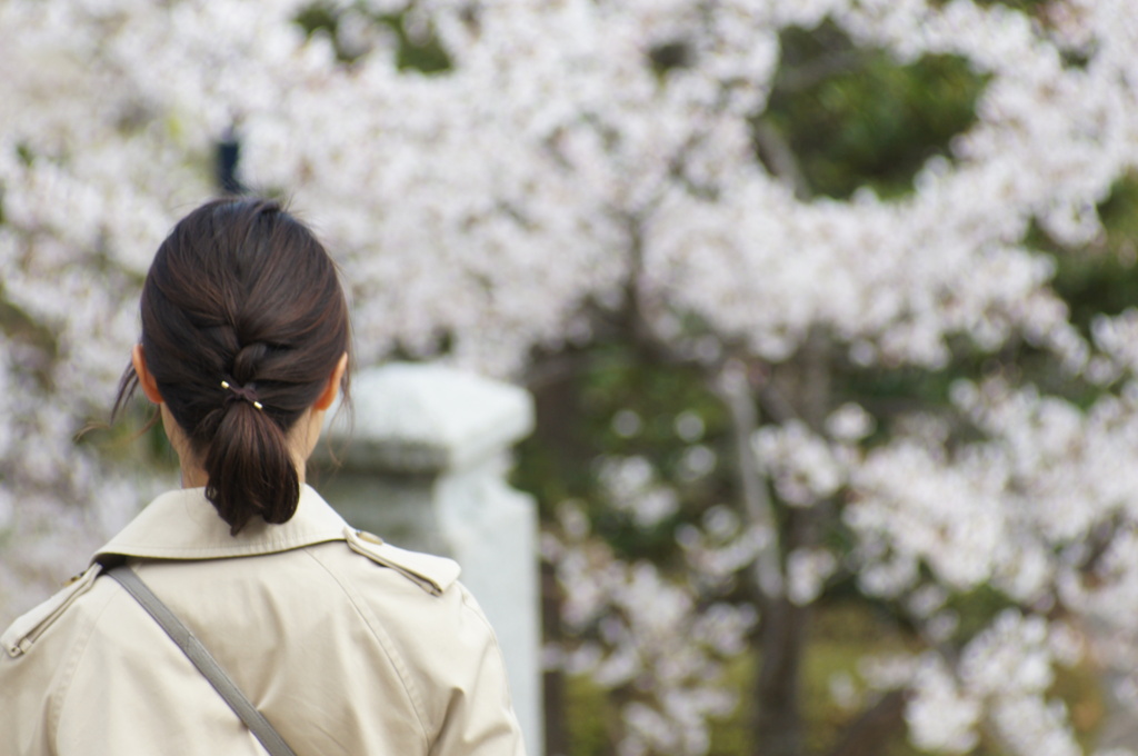 桜