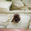 ねこ