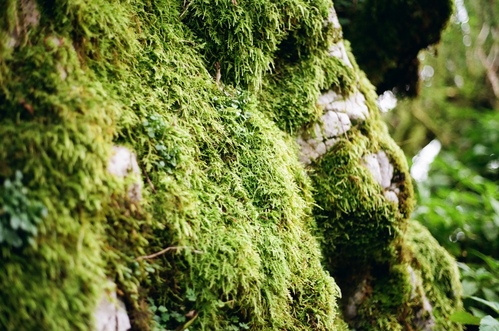 剣山　苔