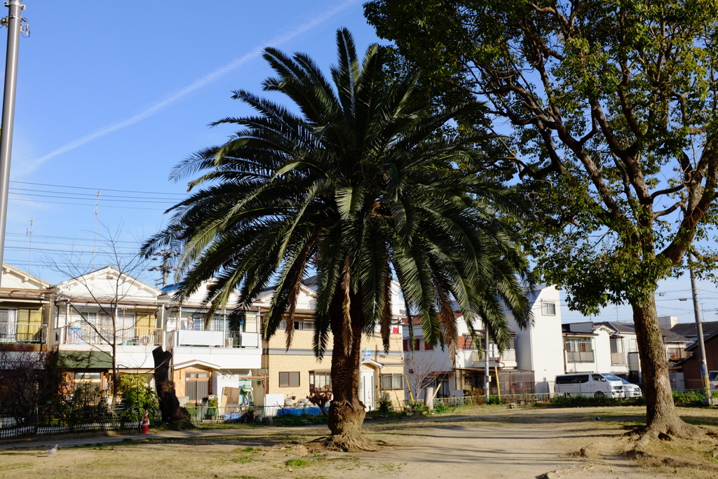 蘇鉄　浜田川公園