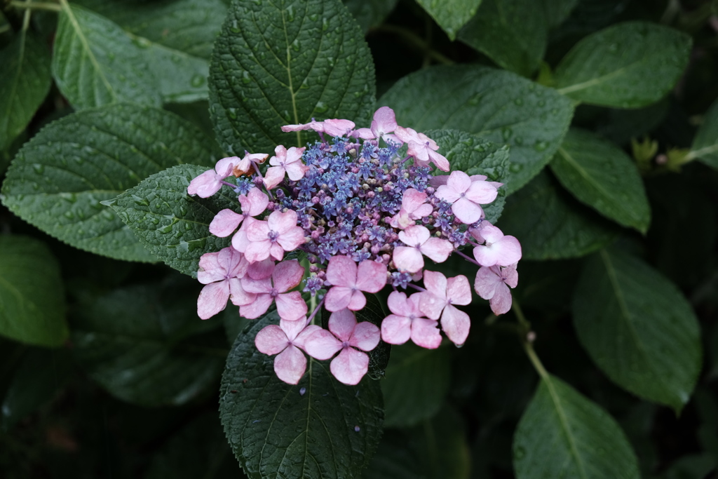 雨の日の紫陽花
