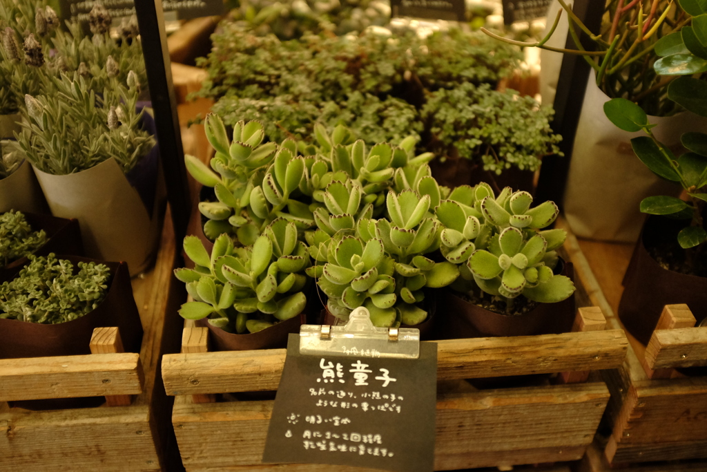 熊童子