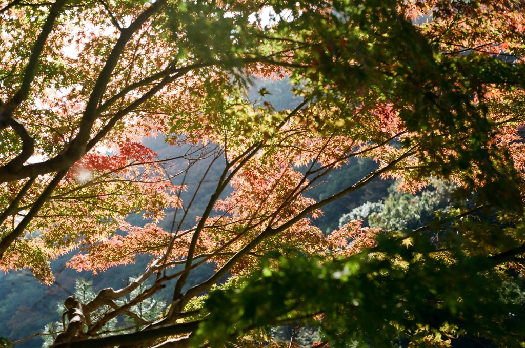 布引の滝　紅葉