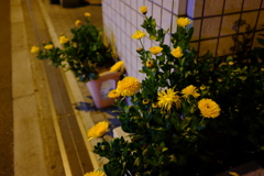 夜に咲く花