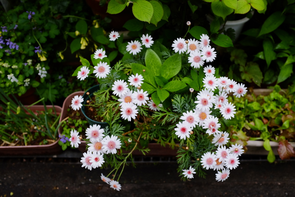 白い花