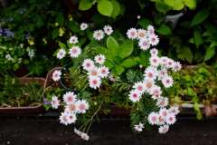 白い花