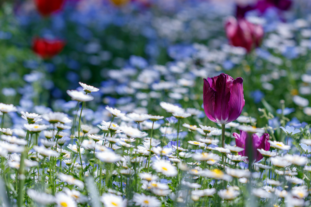 紫の花