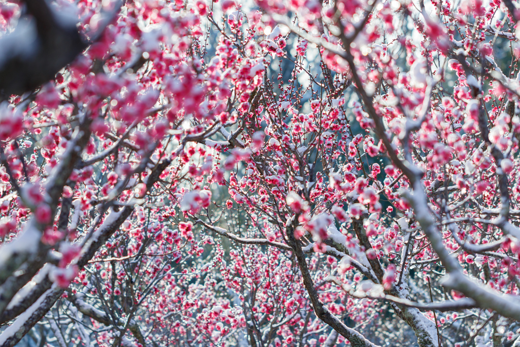 雪化粧