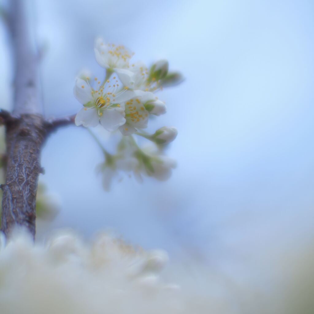 PEN-Fで撮る花の写真4