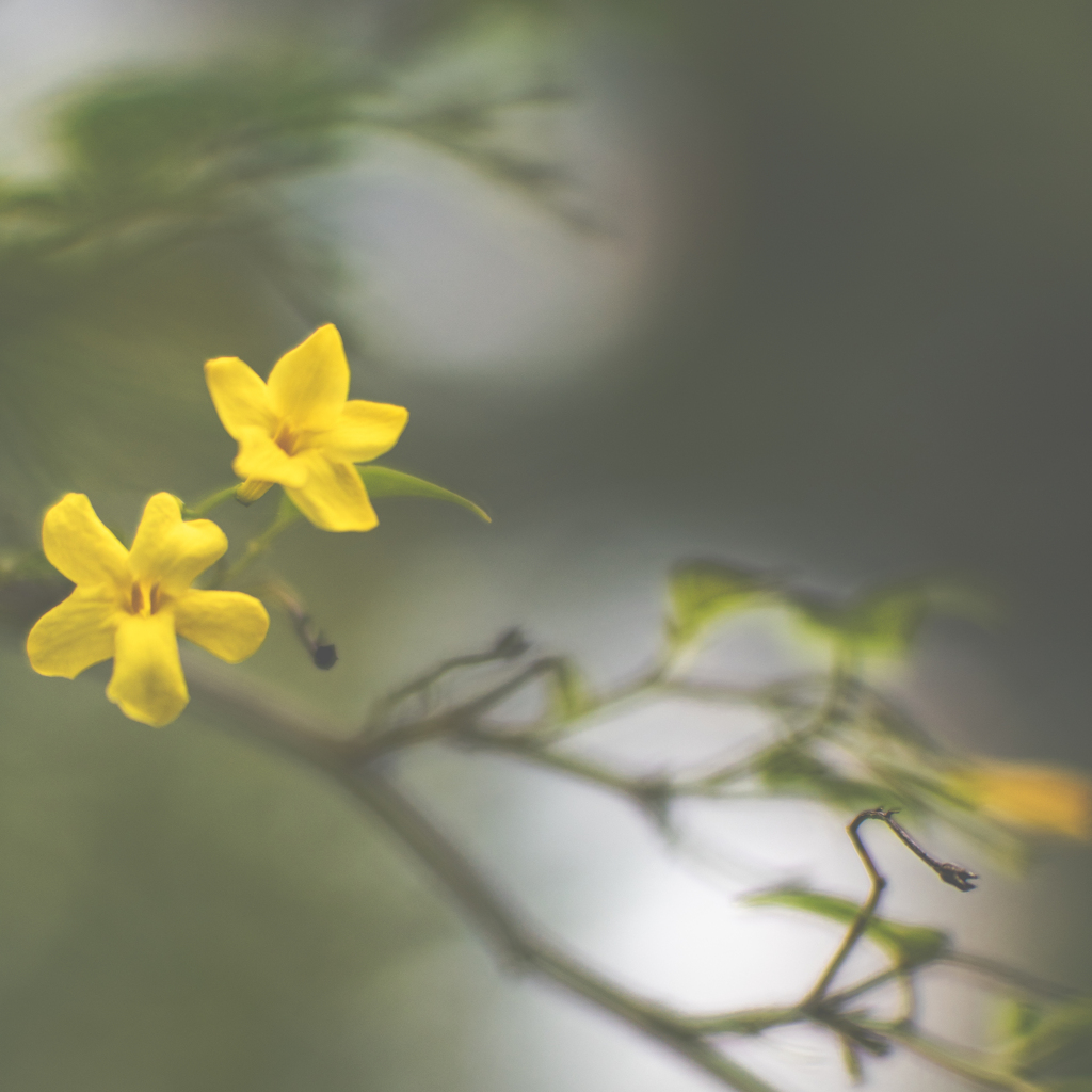 向島百花園で