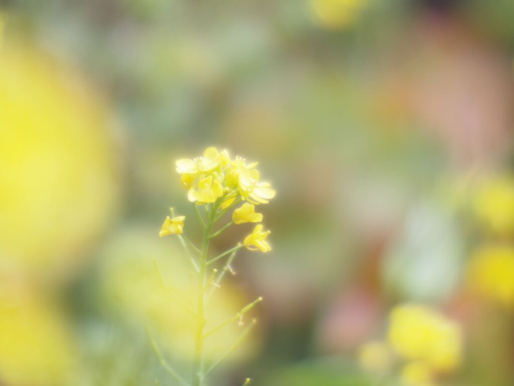 PEN-Fで撮る花の写真3