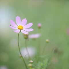 コスモス