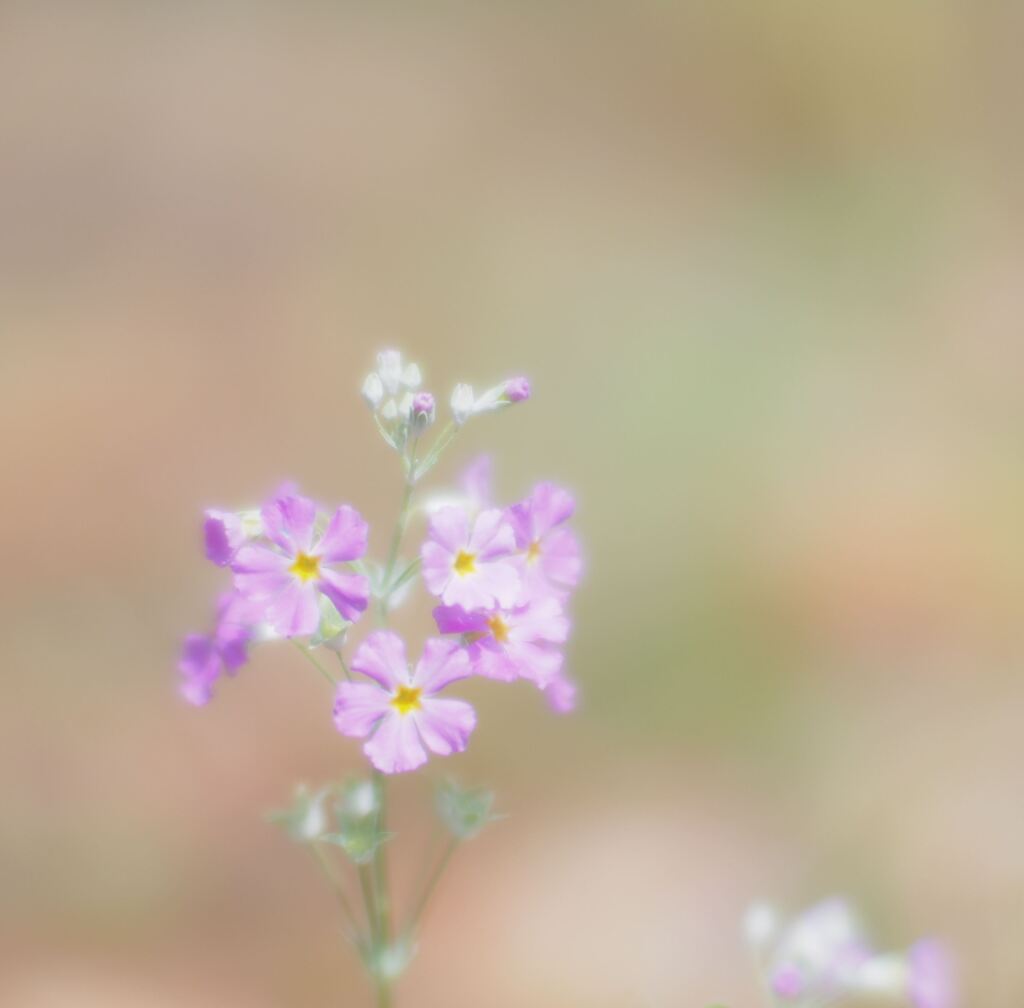PEN-Fで花の写真の撮影テスト