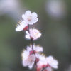 PEN-Fで撮る花の写真5