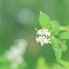 向島百花園のウツギ