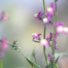 PEN-Fでとる花の写真2