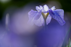 花菖蒲