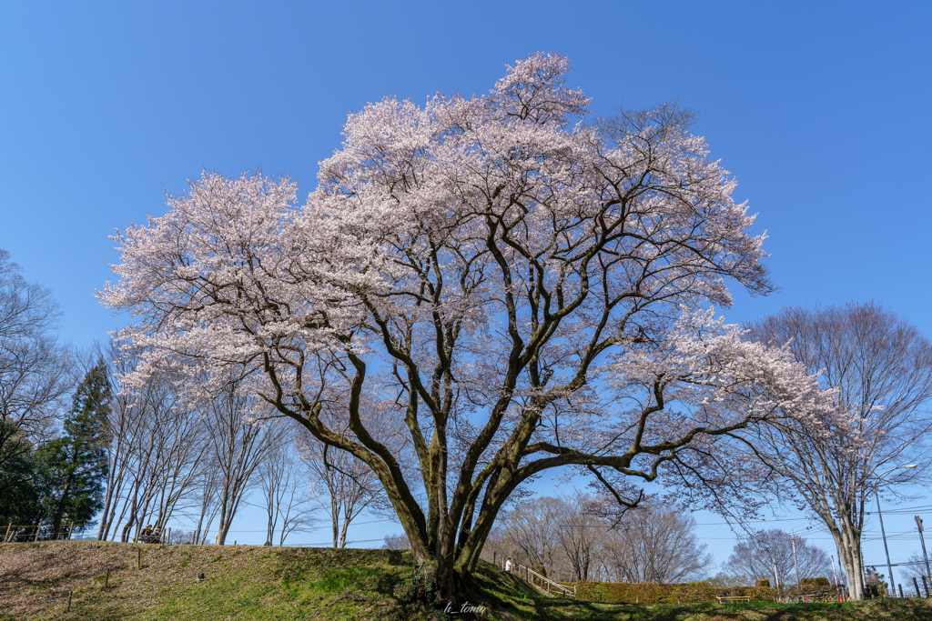 氏邦桜