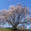 氏邦桜