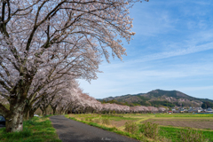 弓なり桜並木