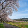 弓なり桜並木