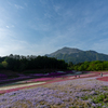 秩父芝桜