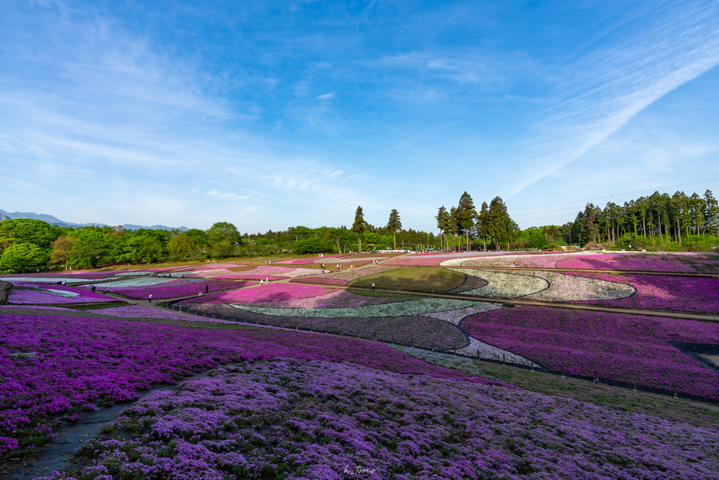 秩父芝桜