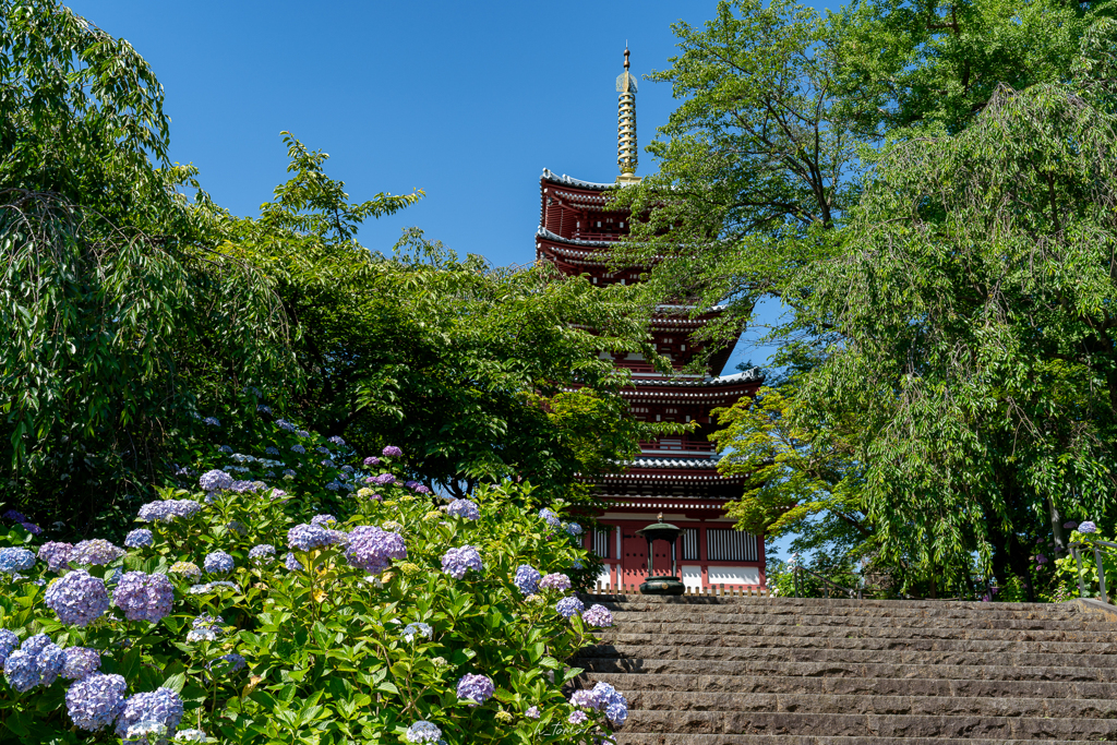 あじさい寺
