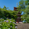 あじさい寺