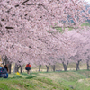 安行寒桜