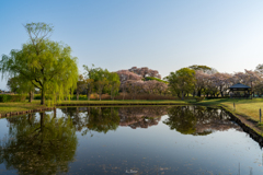 古墳の桜