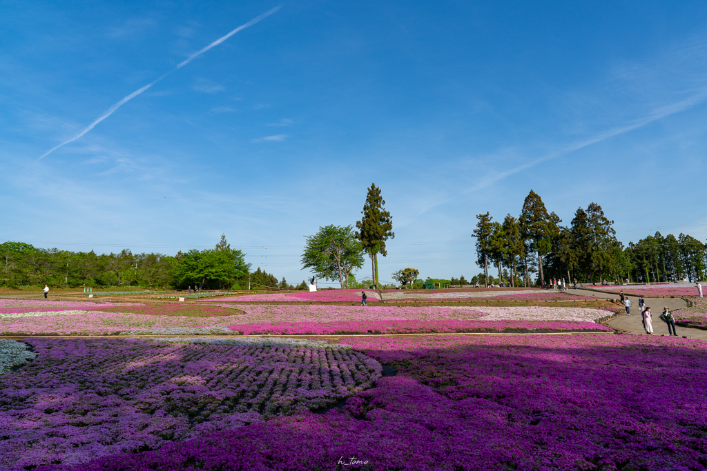 秩父芝桜