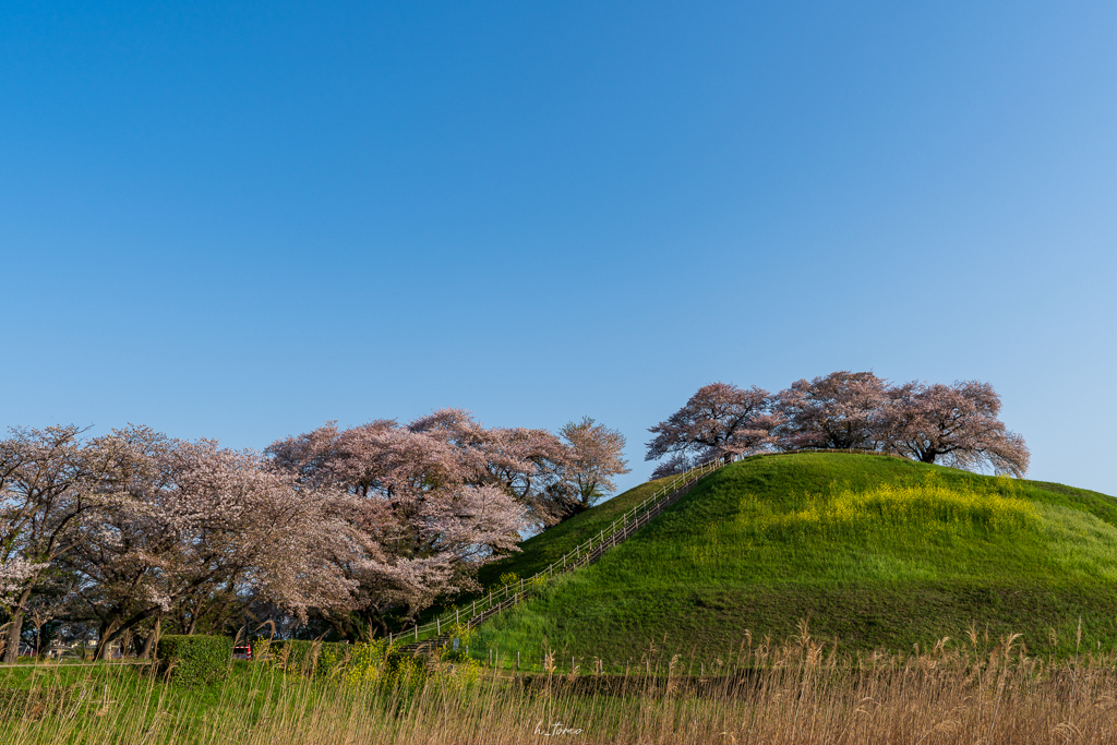 古墳の桜