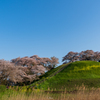 古墳の桜