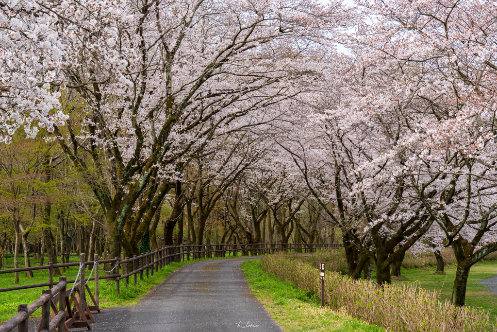 桜並木