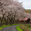 桜並木