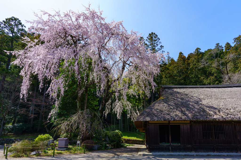 しだれ桜