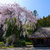 しだれ桜