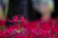 曼珠沙華