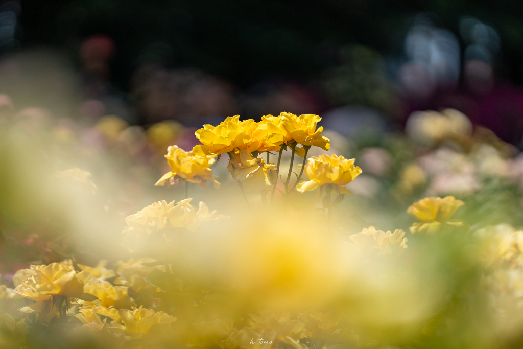 薔薇の季節