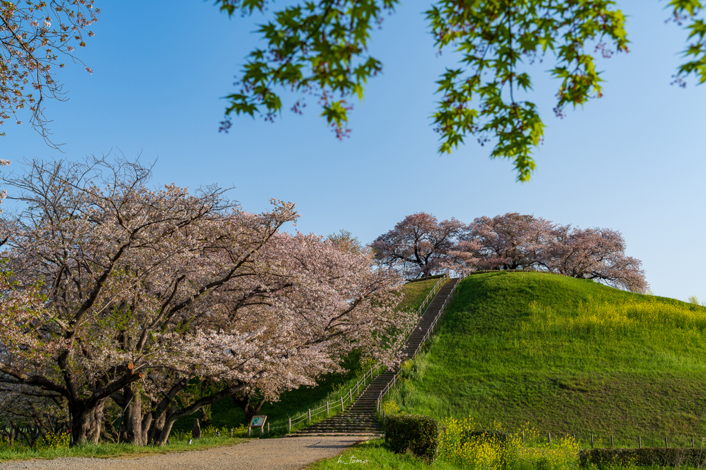 古墳の桜