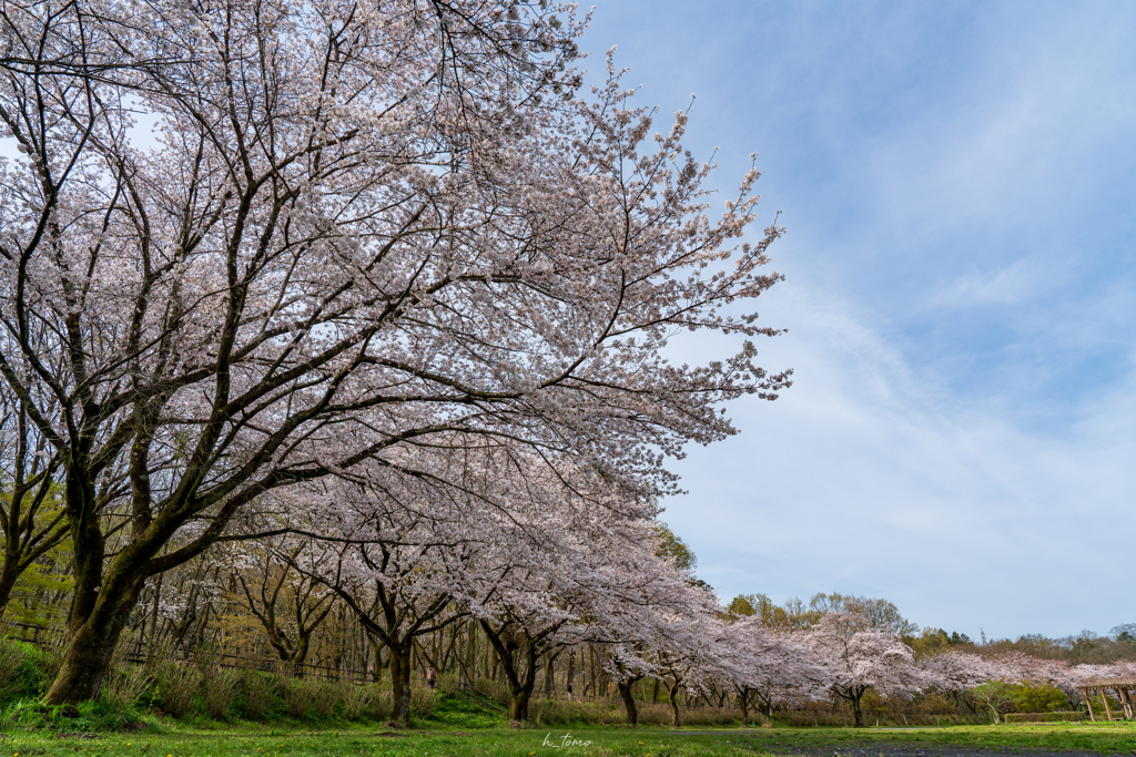 弓なり桜並木