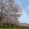 弓なり桜並木