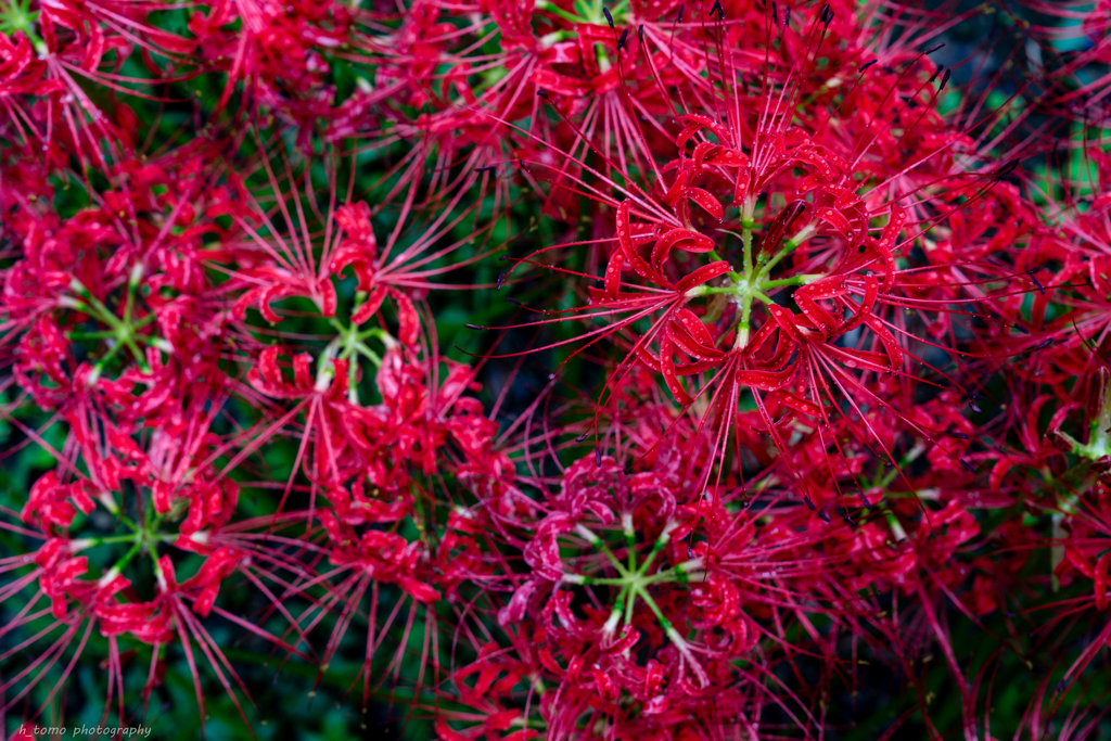 ワイワイ曼珠沙華
