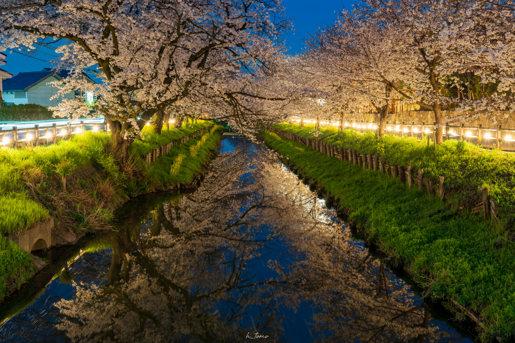 夜桜水鏡